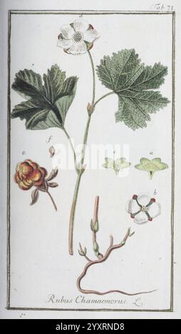 Icones plantarum medicinalium, Nürnberg, auf Kosten der Raspischen Buchhandlung, 1779-1790, Botanik, Medizin, Bildwerke, die Abbildung zeigt eine Pflanze der Art Rubus chamaemorus, die allgemein als Wolkenbeere bekannt ist. Die detaillierte Darstellung zeigt einen zentralen Stamm mit großen, gezackten Blättern, eine Gruppe von zarten weißen Blüten an der Spitze und verschiedene Stufen von Obst und Laub, die mit Buchstaben gekennzeichnet sind. Zu den Elementen gehören eine Blütenknospe, die blühende Blüte und die charakteristische gelb-orange Beere, die die Fortpflanzungs- und vegetativen Strukturen der Pflanze hervorhebt. Die Zusammensetzung Stockfoto