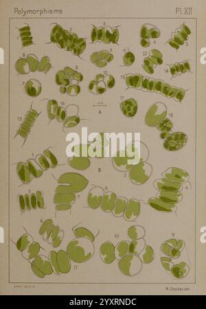 Étude critique et expérimentale sur le polymorphisme des algues, Genève, Georg, 1909, Algae, Morphologie zeigt die Illustration eine Vielzahl von grünen botanischen Formen, die systematisch in verschiedene Abschnitte angeordnet sind. Jede beschriftete Abbildung zeigt verschiedene Stadien oder Variationen der Pflanzenmorphologie und hebt die Vielfalt in Form und Struktur hervor. Die visuelle Präsentation betont die komplizierten Details und einzigartigen Eigenschaften der Pflanzenproben, einschließlich ihrer Größe, Anordnung und Symmetrie. Diese Komposition dient als pädagogische Referenz und veranschaulicht das Konzept des Polymorphismus Stockfoto