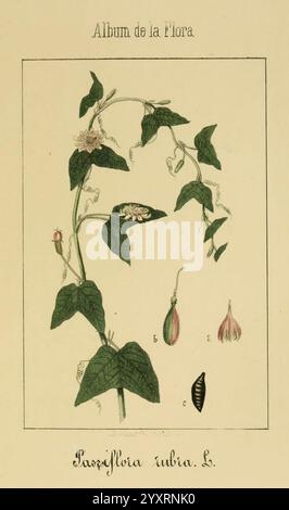 Album, de, la, Flora, médico-farmacéutica, E, INDUSTRIAL, exótica, y, Indígena Madrid, Impr, de, la, Galeria, Literaria, 1862-64, Wirtschaft, Botanik, Heilpflanzen, New York, Botanical, Garden, malerische Werke, die Illustration zeigt eine detaillierte botanische Darstellung der Passiflora tuberosa Pflanze. Hervorzuheben ist die blühende Rebe mit ihren markanten Blättern und ihren komplexen Blüten. Die Hauptpflanze wird durch nummerierte Diagramme begleitet, die verschiedene Teile, einschließlich Knospen und reife Blüten, hervorheben. Die empfindliche Linienführung erfasst die einzigartigen Merkmale der Spezifikationen Stockfoto