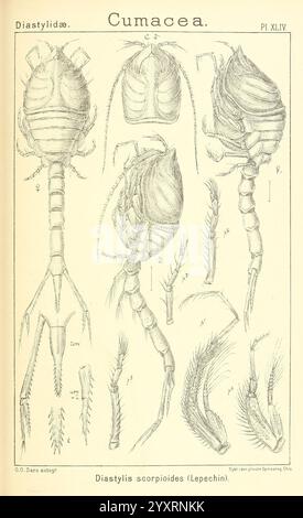 Ein Bericht über die Crustacea von Norwegen, Christiania, A. Cammermeyer, 1895-1928, Crustacea, Norwegen, Krebstiere, diese Abbildung zeigt detaillierte anatomische Zeichnungen der Cumacea-Ordnung, insbesondere der Art Diastylis scorpioides. Es zeigt verschiedene Perspektiven des Organismus und hebt seinen segmentierten Körper, seine Gliedmaßen und seine Anhängsel hervor. Die verschiedenen Abschnitte geben einen detaillierten Einblick in die Morphologie der Kreatur, einschließlich Panzerrand, Thorax und Antennen. Jedes Teil ist für Studienzwecke gekennzeichnet, was Einblicke in die Struktur und Klassifizierung dieses Meereskrebstiers bietet. Stockfoto