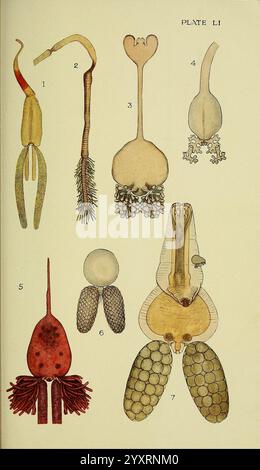 Der britische Parasit Copepoda, London, 1913, Großbritannien, Parasiten, Fische, Krustentiere, Copepoda, diese Abbildung zeigt eine detaillierte Darstellung verschiedener anatomischer Strukturen von Meeresorganismen. Jede beschriftete Abbildung hebt einzigartige Merkmale hervor Stockfoto