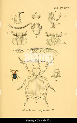 Deutschland, Insecten, Nürnberg, Gedruckt, auf, Kosten, des, Verfassers, 1805-1857, Käfer, Deutschland, Bild, Werke, Brachinus crepitans, die Illustration zeigt eine detaillierte anatomische Untersuchung der Insektenart Brachinus crepitans, allgemein bekannt als der Lärmkäfer. Es präsentiert verschiedene beschriftete Strukturen, einschließlich der gesamten Körperform, des Kopfes, der Antennen, der Beine und der Flügelgehäuse. Jedes beschriftete Teil ist systematisch angeordnet, um das Verständnis der Morphologie des Käfers zu erleichtern, und zeigt komplizierte Details, die seine physikalischen Eigenschaften hervorheben. Die Abbildung kombiniert wissenschaftliche p Stockfoto