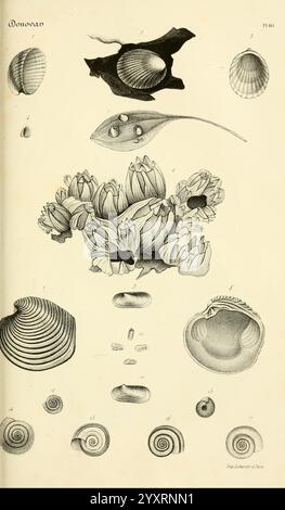 Bibliothèque conchyliologique, Paris, A. Franck, 1845-1846, Muscheln, Weichtiere, Kataloge, Sammlungen, Eine Sammlung detaillierter Illustrationen, die verschiedene Arten von Muscheln und Meeresmuscheln zeigen. Die Anordnung umfasst sowohl zwei Klappen, wie Muscheln und Jakobsmuscheln, als auch Gastropoden, die durch spiralförmige und flache Schalenformen belegt werden. Jedes Exemplar wird aufwändig gerendert, wodurch die einzigartigen Strukturen und Muster der Schalen hervorgehoben werden. Daneben gibt es Darstellungen der Wasserflora, die den ökologischen Kontext dieser Organismen betonen. Die Abbildungen sind mit Zahlen beschriftet, wahrscheinlich mit Kernen Stockfoto