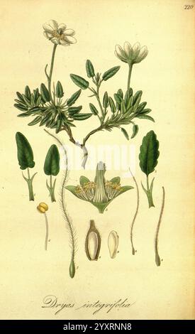 Exotic Flora Edinburgh gedruckt für W. Blackwood, 1823-27 Great Britain Plants Pictorial Works Plants Plants Cultured, diese Illustration zeigt eine botanische Studie über die Pflanzenart „Dryas integrifolia“. Oben sind zarte weiße Blüten mit fünf Blüten dargestellt, umgeben von verschiedenen Blättern, die sich durch ihre ovale Form und leicht gezackte Kanten auszeichnen. Unter den floralen Elementen ist die Struktur der Pflanze akribisch detailliert, einschließlich Samenkapseln, Eizellen und verschiedenen Stadien des Fortpflanzungssystems. Jedes Teil ist beschriftet, um eine umfassende Untersuchung der Anlage zu demonstrieren Stockfoto