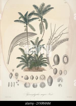 Florae Columbiae, Berolini, apud Ferdinandi Duemmleri Successores, 1858-69, Pflanzen, Kolumbien, Chromolithographien, Graphics Media, 1858-69, zeigt diese Abbildung die verschiedenen Komponenten der wichtigsten Arten Zyzygophyllus, wobei die charakteristischen Palmatblätter an der Spitze hervorgehoben werden. Im Folgenden werden mehrere detaillierte botanische Elemente angezeigt, darunter Fortpflanzungsstrukturen wie Blumen und Früchte. Verschiedene Samenformen und -Größen sind systematisch angeordnet, was die Komplexität und Einzigartigkeit dieser Pflanze verdeutlicht. Die komplizierten Details jedes Teils demonstrieren die Fähigkeit des Künstlers, die nat darzustellen Stockfoto