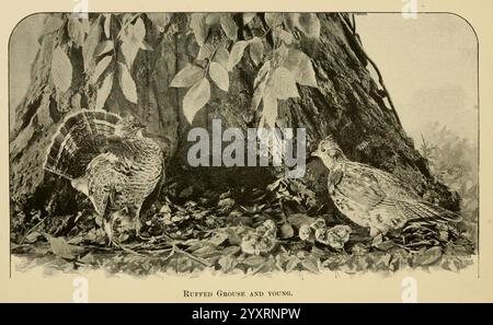 Handbook of Birds of Eastern North America, 1898, Birds, North America, Bonasa umbellus, zwei Vögel sitzen auf dem Boden nahe der Basis eines Baumes, umgeben von einer natürlichen Umgebung. Die Szene erfasst ihr detailliertes Gefieder und die Texturen des Laubs um sie herum, einschließlich der Blätter, die auf dem Boden verstreut sind. Die Vögel scheinen sich vor ihrer Umgebung zu tarnen und fügen sich in die Erdtöne und Formen der Umgebung ein. Die Komposition unterstreicht die Harmonie zwischen Tierwelt und Vegetation und zeigt die Feinheiten der Natur. Stockfoto