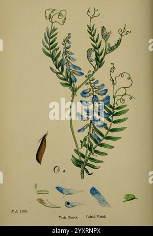 Englisch, Botanik, farbig, Figuren britischer Pflanzen, London, R. Hardwicke, 1863-1886, Großbritannien, Bildwerke, Pflanzen, die Illustration zeigt eine botanische Darstellung von Vicia cracca, allgemein bekannt als getuftete Wicke. Die Pflanze zeigt zarte blaue Blüten, die in einer Gruppe an schlanken Stämmen angeordnet sind, begleitet von komplexen grünen Blättern, die charakteristisch für die Wickchenfamilie sind. Verschiedene Teile der Pflanze, darunter einige Samenkapseln und kleinere Elemente, werden in der Nähe gezeigt, was die Morphologie der Pflanze unterstreicht. Diese detaillierte Darstellung hebt die natürliche Schönheit und Struktur hervor Stockfoto