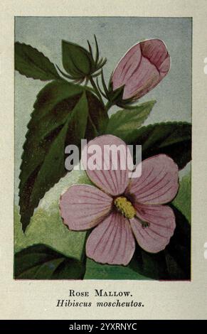 Wild Flowers östlich der Rockies New York1910 Vereinigte Staaten Wildflowers zeigt diese Illustration die Rose Mallow, wissenschaftlich bekannt als Hibiscus moscheutos. Markante rosafarbene Blütenblätter, zart geädert, zeigen einen zentralen, tiefgelben Stamen, der die Aufmerksamkeit auf das lebendige Herz der Blume lenkt. Die Blüte umgibt üppig grüne Blätter mit gezackten Kanten, die zur Gesamtheit der Pflanze beitragen. Im oberen Teil der Komposition deutet eine teilweise offene Knospe auf das Potenzial für weitere Blüten hin, während ein weicher Hintergrund die Farben der Blüten ergänzt und ihre natürliche Note unterstreicht Stockfoto