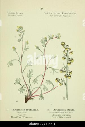 Alpen-Flora, Heidelberg, C. Winter, 1906, alps, Bergpflanzen, Bildwerke, die Illustration zeigt zwei verschiedene Arten der Gattung Artemisia, die beide für ihre einzigartigen Eigenschaften und Verwendungen bekannt sind. Auf der linken Seite ist mit "'A" gekennzeichnet **Artemisia Mutellina**, gemeinhin als Mutellina Wermut bezeichnet. Diese Pflanze ist mit schlanken, grünen Stielen und zarten, federnden Blättern dargestellt, die ihre elegante Form zeigen. Die Pflanze ist bekannt für ihre Essbarkeit und kommt häufig in alpinen Regionen vor. Auf der rechten Seite steht **Artemisia atrata**, auch bekannt als Schwarzer Wermut. Diese Art ist illus Stockfoto