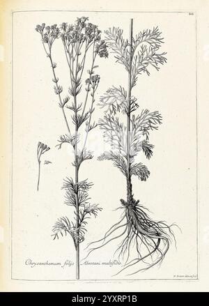 [Recueil des plantes dessinées et gravées par ordre du roi Louis XIV], Paris, impr. royale, 1786, Bildwerke, Pflanzen, eine Illustration zeigt die Pflanze *Chrysanthemum folium* neben *Artemisia multifida*. Die detaillierte Darstellung zeigt die unterschiedlichen Merkmale beider Pflanzen, wobei die Stiele, Blätter und Wurzelstrukturen deutlich dargestellt sind. Das Laub von *Chrysanthemum folium* ist auf der linken Seite dargestellt, was seine zarte Anordnung hervorhebt, während *Artemisia multifida* auf der rechten Seite präsentiert wird, was seine einzigartige Blattform und sein komplexeres Wurzelsystem zeigt. Unter der Abbildung Stockfoto