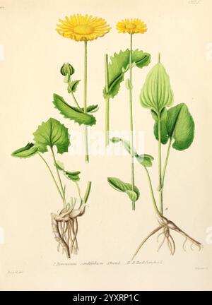 Icones florae Germanicae et Helveticae, Simul Pedemontanae, Tirolensis, Istriacae, Dalmaticae, Austriacae, Hungaricae, Transylvanicae, Moravicae, Borussicae, Holsaticae, Belgicae, Hollandicae, Ergo Mediae Europae. Lipsiae, F. Hofmeister 1834-1912. [v. 1, 1850], Europa, Bildwerke, Pflanzen, die Abbildung zeigt den gewöhnlichen Löwenzahn, wissenschaftlich bekannt als Taraxacum officinale. Dargestellt sind verschiedene Teile der Pflanze: Die markante hellgelbe Blüte oben, sowie eine detaillierte Darstellung der Stämme, Blätter und Wurzelsysteme. Die Blätter sind breit und zerklüftet und zeigen ihre Saiblinge Stockfoto