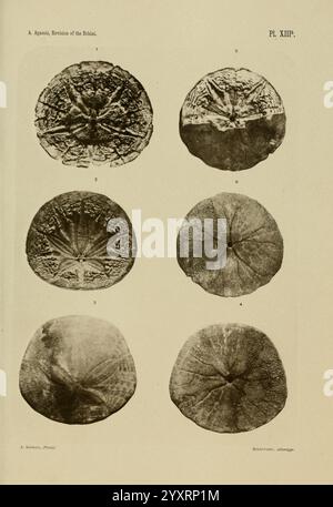 Revision der Echini, Cambridge [Mass.], University Press, 1872-1874, Klassifikation, echinodermata, Seeigel, Museum of Comparative Zoology, diese Sammlung umfasst sechs kreisförmige Objekte, die jeweils komplexe Oberflächendesigns und Texturen zeigen. Die Muster deuten darauf hin, dass es sich um alte Münzen oder Siegel handelt, mit detaillierten Gravuren, die verschiedene Motive darstellen. Die Anordnung der Objekte ermöglicht eine vergleichende Untersuchung ihrer einzigartigen Attribute. Jedes Exemplar ist nummeriert und hebt verschiedene Merkmale hervor, darunter Inschriften oder Bilder, die Einblicke in Geschichte oder Kult geben könnten Stockfoto