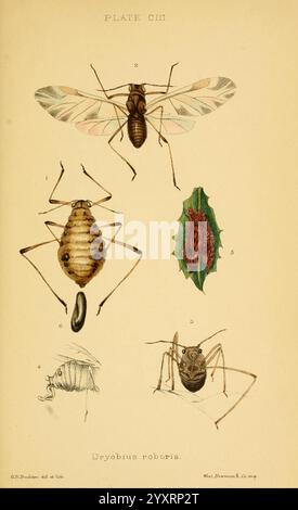 Monografie der britischen Aphiden, London, 1876-83, Blattläuse, Großbritannien, Hemiptera, Insekten, eine illustrierte Platte mit verschiedenen Insektenarten. Das Display zeigt fünf verschiedene Exemplare, von denen jede bis ins kleinste Detail reicht. Im oberen Zentrum befindet sich ein großes Insekt mit langen Flügeln und komplizierten Markierungen, die wahrscheinlich eine Art Fliege oder Wespe darstellen. Darunter ist ein Blattlaus-ähnliches Insekt mit einem abgerundeten Körper und markanten Antennen dargestellt. Auf der rechten Seite ist ein einzigartiges Insekt mit einem stacheligen Äußeren zu sehen, das einer Schutzschale ähnelt. Links ist ein kleineres, segmentiertes Insekt abgebildet, das i einfängt Stockfoto