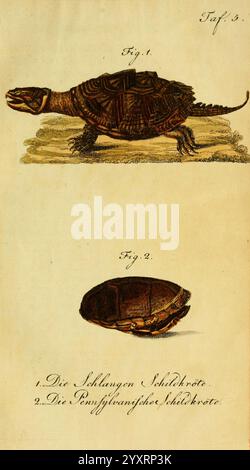 Herr de la Cepede's Naturgeschichte der Amphibien Weimar, Verlage des Industrie-Comptoir's, 1800-1802, Amphibien, Reptilien, die Abbildungen zeigen zwei verschiedene Schildkrötenarten. Die erste Abbildung zeigt ein detailliertes Profil einer Schildkröte mit einer markanten Schale und markanten Gesichtszügen, die die Textur ihrer Schale und ihrer Gliedmaßen hervorheben. Die zweite Abbildung zeigt eine Draufsicht der Schildkrötenschale mit Form und Markierungen. Unterhalb dieser Abbildungen sind die Namen der beiden dargestellten Arten angegeben: Die Schlangenhalsschildkröte und die Pennsylvania Schildkröte. Th Stockfoto