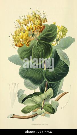 Flora Conspicua London, Longman, Rees, Orme, Brown, und Grün, 1826. England Flowers Pictorial Works Plants Ornamental The New York Botanical Garden William Clark Lonicera Flava, Eine wunderschön illustrierte botanische Studie mit einer blühenden Pflanze mit leuchtenden gelben Blüten auf der Spitze. Die Pflanze zeigt breite, grüne Blätter, die zu ihrem üppigen Aussehen beitragen. Die detailreiche Darstellung hebt die zarte Struktur der Blüten und die Textur der Blätter hervor und unterstreicht die botanischen Feinheiten. Neben der Hauptabbildung kleinere Skizzen der Fortpflanzung der Pflanze Stockfoto