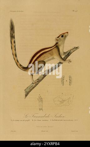 Illustrations de Zoologie Paris, A. Bertrand 1832-35? Bildwerke, Zoologie, René Primevère Lektion, die Illustration zeigt ein kleines, wendiges Säugetier, das auf einem Ast thront und seinen schlanken Körper und seine markanten Markierungen zeigt. Sein Fell ist mit markanten Streifen am Rücken verziert, die die stromlinienförmige Form betonen. Unterhalb der Kreatur befinden sich anatomische Skizzen, die die Gliedmaßenstruktur und die Schädelmerkmale darstellen und Einblicke in ihre biologischen Eigenschaften geben. Der Hintergrund ist minimalistisch und lenkt die Aufmerksamkeit auf das Motiv und seine detaillierte Anatomie. Die Gesamtkomposition Stockfoto