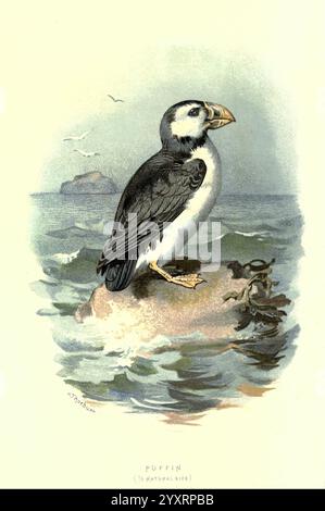 Bekannte Wildvögel, London, New York, Cassell, 1883, Vögel, Wörterbücher, Bildwerke, Fratercula arctica, Atlantischer Papageientaucher, Ornithologie, Walter's Ways Land, Archibald Thorburn, Ein Papageientaucher steht majestätisch auf einem Felsvorsprung, umgeben von sanft plätschernden Wellen. Der auffällige schwarze Rücken steht im Kontrast zu einem weißen Bauch und zeigt einen lebendigen, mehrfarbigen Schnabel. Im Hintergrund sind die weichen Konturen weit entfernter Klippen zu sehen, und einige Seevögel gleiten durch den Himmel, was die Küstenszene verstärkt. Die Gesamtkomposition spiegelt den natürlichen Lebensraum des Papageientauchers wider und vermittelt ein Gefühl der Ruhe Stockfoto