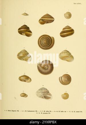 Novitates Conchologicae Cassel T. Fischer 1854-79 Mollusks Pictorial Works, Eine detaillierte Illustration, die eine Vielzahl von Muschelarten zeigt. Jede Schale ist mit einer entsprechenden Nummer gekennzeichnet, die ihren eindeutigen Identifikationscode angibt. Die Kollektion zeichnet sich durch verschiedene Formen und Texturen aus, die die Vielfalt der Gastropodenschalen unterstreichen. Der obere Abschnitt zeigt abgerundete, spiralförmige Designs, während der untere Abschnitt länger gezogene und markantere Formen enthält. Das Arrangement betont sowohl individuelle Merkmale als auch die faszinierenden Variationen, die in diesen natürlichen Exemplaren zu finden sind. Stockfoto