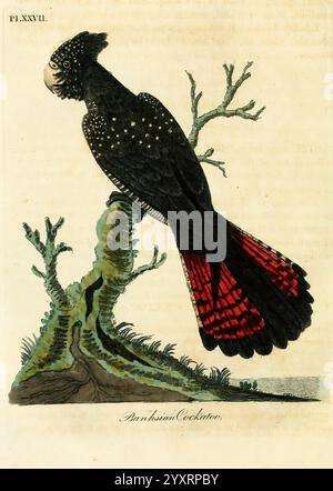 Eine allgemeine Geschichte der Vögel, Winchester England, gedruckt von Jacob und Johnson, für den Autor verkauft in London von G. und W.B. Whittaker, und 3 andere, 1821-1828, Vögel, Bildwerke, schwarzer Kakadu mit rotem Schwanz, Calyptorhynchus banksii, Eine auffällige Illustration zeigt einen farbenfrohen Vogel, der elegant auf einem Baumstumpf thront. Die Kreatur verfügt über ein überwiegend schwarzes Gefieder mit weißen Flecken an Körper und Kopf, die einen fesselnden Kontrast schaffen. Mit seinem markanten roten Schwanz mit komplizierten Mustern werden die Merkmale des Vogels durch seine markante Haltung betont. Um den Vogel herum Stockfoto