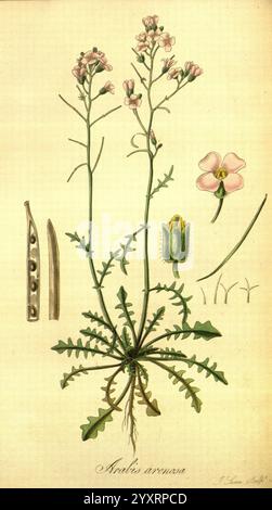 Exotische Flora, Edinburgh, gedruckt für W. Blackwood, 1823-27, Großbritannien, Pflanzen, Bildwerke, diese Illustration zeigt die blühende Pflanze Arabis arenosa, allgemein bekannt als Steinkresse. Die Pflanze ist mit ihren hohen, belaubten Stämmen dargestellt, die mit zarten rosa Blüten verziert sind. Das Hauptbild wird von detaillierten Darstellungen der Samenkapseln begleitet, die schlank und gestreckt sind, sowie der markanten Basalblätter, die eine gelappte Struktur aufweisen. Der künstlerische Stil betont die botanischen Eigenschaften und bietet einen klaren Blick auf beide Reprodukte Stockfoto