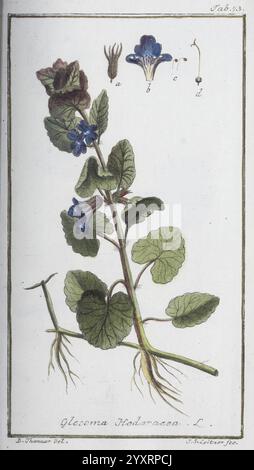 Icones plantarum medicinalium, Nürnberg, auf Kosten der Raspischen Buchhandlung, 1779-1790, Botanik, Medizin, Bildwerke, die Abbildung zeigt eine botanische Studie von *Glechoma hederacea*, allgemein bekannt als Ground Efeu oder kriechender Charlie. Sie zeigt eine detaillierte Darstellung der Pflanze, die ihre herzförmigen Blätter und nachlaufenden Stiele hervorhebt. Die Darstellung enthält kleinere Abbildungen der Blume und ihrer verschiedenen Teile, die mit Buchstaben als Referenz gekennzeichnet sind, um Einblicke in die Fortpflanzungsstruktur der Pflanze zu geben. Dieses Bildmaterial betont die verschiedenen Komponenten der Anlage, aus dem Stockfoto