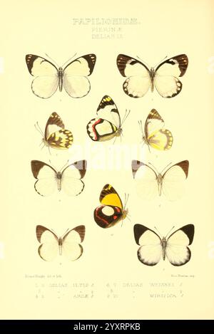 Rhopalocera, Exotica, London, Gurney, Jackson, 1887-1902, Schmetterlinge, Schmetterling, Horace Knight., Eine Sammlung wunderschön illustrierter Schmetterlinge, die eine Vielzahl von Arten zeigen. In der oberen Reihe befinden sich fünf Schmetterlinge mit jeweils unterschiedlichen Mustern und Farben, die mit wissenschaftlichen Namen versehen sind. Darunter befinden sich fünf weitere Schmetterlinge, ähnlich detailliert, die ihre einzigartigen Flügelmuster und -Farben betonen. Die akribische Kunstfertigkeit unterstreicht die Vielfalt innerhalb der Schmetterlingsfamilie und veranschaulicht ihre zarten Strukturen und lebendigen Designs. Diese Anzeige dient sowohl als wissenschaftliche Referenz Stockfoto