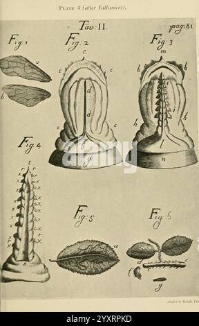 Transaktionen der Entomologischen Gesellschaft von London, London, der Gesellschaft, Entomologie, Zeitschriften, Insekten, die Abbildung zeigt eine Reihe detaillierter botanischer und anatomischer Skizzen, die mit verschiedenen Figuren beschriftet sind. Der obere linke Abschnitt zeigt eine eigene Blattform mit der Bezeichnung Abb. 1, sowie eine Variation von Aspekten, die aus Abb. 2 zu Abb. 3, zeigt komplizierte Details der Struktur. Die mittleren und rechten Abschnitte zeigen verlängerte Formen, die möglicherweise pflanzliche Fortpflanzungsstrukturen oder anatomische Merkmale darstellen, mit zusätzlichen Bezeichnungen, die weitere Einzelheiten anzeigen. Die untere Zeile einschl Stockfoto