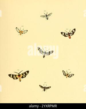 Sammlung neuer oder wenig bekannter aussereuropäischer Schmetterlinge. Bd.1. Regensburg, G.J. Manz, 1850/1858 [d. h. 1858-1869], Universität Ernst, Lepidoptera, Mayr, Bibliothek, Bildwerke, Harvard., Eine Sammlung von aufwändig illustrierten Falter und Schmetterlingen, die eine Vielzahl von Farben und Mustern zeigt. Jede Probe ist nummeriert, was ein detailliertes Klassifizierungs- oder Referenzsystem angibt. Das Kunstwerk zeigt mehrere Arten und hebt ihre einzigartigen Flügeldesigns hervor, von zart und luftig bis auffällig. Die Komposition unterstreicht die vielfältige Schönheit dieser Insekten und lädt zu VI ein Stockfoto