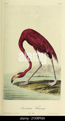 The Birds of America New York G.R. Lockwood 1871 um 1839. Vögel, Nordamerika, Bildwerke, Phoenicopterus ruber, amerikanischer Flamingomingo, Ein lebhaft illustrierter amerikanischer Flamingo zeigt sein markantes Gefieder in Rosa- und Rottönen. Der Vogel steht anmutig auf langen, eleganten Beinen und lehnt sich nach vorne, während er in flachen Gewässern nach Nahrung sucht. Der lange Hals ist gewölbt, was die charakteristische Kurve seines Kopfes und den langen, schlanken Schnabel hervorhebt, der für die Nahrungssuche entwickelt wurde. Der Hintergrund zeigt eine ruhige Wasserlandschaft, die dem natürlichen Habitus des Flamingos einen Kontext verleiht Stockfoto