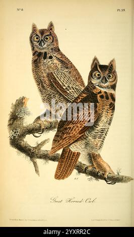 Die Vögel, von Amerika, New York, J. B, Chevalier, 1840-1844, Birds, North, Amerika, bildhaft, Werke, groß, gehörnt, Eulen, John, James, Audubon, Bubo, Virginianus, Eule, Ein Paar großer gehörnter Eulen, die auf einem Ast sitzen und ihre auffälligen Merkmale zeigen. Die Eulen zeigen markante Büschel, die Hörner ähneln, auf ihren Köpfen, mit großen, durchdringenden Augen, die ein Gefühl von Weisheit und Wachheit vermitteln. Ihr Gefieder ist reich gemustert, mit Braun- und Weißtönen, sodass sie sich nahtlos in ihre Waldumgebung einfügen können. Die komplizierten Details ihrer Federn und der natürlichen setti Stockfoto
