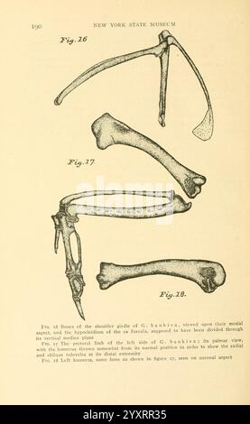 Osteologie der Vögel, 1909. Anatomie, Vögel, Knochen, Osteologie, Akcipitres, Bankiva, diese Abbildung zeigt eine detaillierte anatomische Untersuchung der Skelettstrukturen einer Spezies, insbesondere der Knochen der Vordergliedmaßen. Es enthält Etiketten für verschiedene Figuren, die wichtige Merkmale der Knochen hervorheben. Abbildung 16 zeigt das Schulterblatt und betont seine Morphologie und Verbindung zu anderen Knochen im Gurt. Abbildung 17 zeigt den Radius und zeigt seine Form und Ausrichtung in Bezug auf den Humerus. Schließlich zeigt Abbildung 18 eine genauere Untersuchung des Humerus und dessen Ende Stockfoto