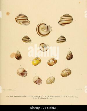 Novitates conchologicae, Cassel, T. Fischer, 1854-79, Weichtiere, Bildwerke, Helix subtussulcata, Helix brocheri, Helix versicolor Helix sulfrosa, diese Illustration zeigt eine Vielzahl von Muscheln, die alle sorgfältig dargestellt sind, um ihre einzigartigen Formen und Muster zu betonen. Die Schalen sind von 1 bis 14 nummeriert und stellen verschiedene Arten dar, wobei ihre Färbung und Textur sorgfältig berücksichtigt werden. Das Arrangement hebt sowohl die Vielfalt als auch die Schönheit dieser Meeresbewohner hervor und dient als pädagogische Referenz für die Identifizierung verschiedener Muschelarten entlang der Küste. Th Stockfoto
