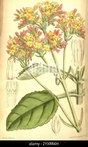 Curtis' botanisches Magazin, London, New York, Botanik, Zeitschriften, Bildwerke, Crassulaceae, Kalanchoe kirkii, Kalanchoe lateritia, Malawi, Matilda Smith, Curtis, Blumen, Joseph Dalton Hooker, Frauen in der Wissenschaft, Matilda Smith, die Illustration zeigt eine lebendige Blumenkette, die sich durch ihre zarten, mehrfarbigen Blütenblätter in Gelb-, Orange- und Rosa-Tönen auszeichnet. Die Blüten wachsen auf einem stabilen Stiel, umgeben von üppig grünen Blättern mit breiter Basis und gezackten Kanten. Diese primäre Darstellung wird durch detaillierte botanische Skizzen an der Seite ergänzt, die verschiedene AS zeigen Stockfoto