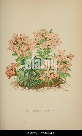 Die Flora der Alpen, London, J. C. Nimmo, 1896-1900, Alps, Floras, Bergpflanzen, Pflanzen, Schweiz, Eine wunderschön illustrierte Darstellung von Daphne cneorum, zeigt Gruppen von zarten, blassrosa Blumen mit einem Hauch von Korallen. Die Blumen sind angenehm angeordnet, umgeben von üppig grünen Blättern, die der Komposition Lebendigkeit verleihen. Der Boden wirkt erdig und strukturiert, was eine natürliche Kulisse für die blühende Pflanze darstellt. Unterhalb der Abbildung ist der botanische Name „CV. — DAPHNE CNEORUM“ eingetragen, der das Kunstwerk dieser speziellen Art zuschreibt, die für ihre charmante ap bekannt ist Stockfoto