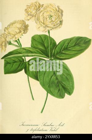 Gartenflora, Erlangen, F. Enke, 1852-1940, Botanik, Gartenbau, Deutschland, Zeitschriften, Pflanzen, Zierpflanzen, Smithsonian Libraries, Seite 40101794, Pflanze, Blume, die Illustration zeigt eine Gruppe von Jasminblüten, die sich durch ihre cremefarbenen Blüten und komplizierten Blütenblätter auszeichnen. Die Blüten sind von satten grünen Blättern umgeben, die ihr lebhaftes und üppiges Aussehen zeigen. Unter den Blumen ist der botanische Name Jasminum Sambac Ait. Und ein zusätzlicher Verweis auf "J. trifoliatum Vahl". Sind elegant eingeschrieben, die die Art angibt und zur wissenschaftlichen Darstellung dieser de beiträgt Stockfoto