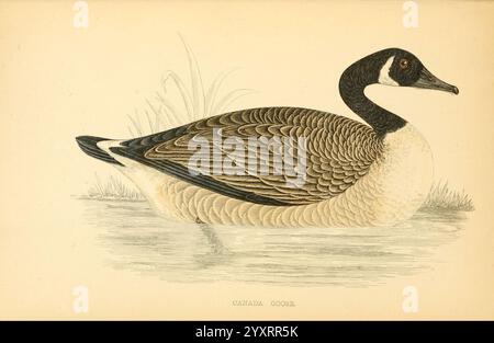 Eine Geschichte der britischen Vögel, v.61863-1866?, Vögel, Großbritannien, Kanadas Gans, Branta canadensis, Eine detaillierte Abbildung einer Kanadischen Gans, die ihre Besonderheiten zeigt. Der Vogel ist mit einem markanten schwarzen Kopf und einem weißen Wangenfleck dargestellt. Sein Körper besteht hauptsächlich aus einer Mischung aus Braun und Creme, mit klar definierten Federmustern, die sein Gefieder hervorheben. Die anmutige Krümmung des Halses führt zu einem robusten Körper, und die Illustration fängt die sanften Wellen des Wassers um den Vogel ein und deutet auf einen ruhigen natürlichen Lebensraum hin. Im Hintergrund sind subtile Anklänge von Gras zu sehen, com Stockfoto