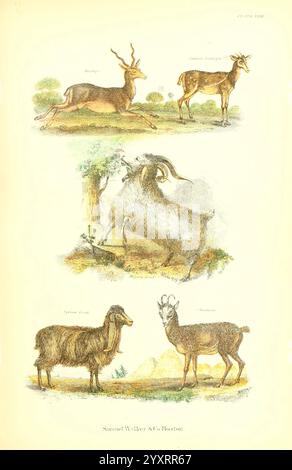 The Living World v.1 Boston, Samuel Walker & Co. 1868-1870, 1868 Anthropologie, Bildwerke, Zoologie, Antilopen, Wiederkäuer, Meerschweinantilope, Angoraziege, ankara, syrische Ziege, damaszener Ziege, Gämse, Rupicapra rupicapra, das Kunstwerk zeigt eine Sammlung verschiedener wilder Tiere in einem illustrativen Stil, die die Schönheit und Vielfalt der Natur veranschaulichen. An der Spitze ist eine elegante Antilope anmutig, die Agilität und Eleganz in ihrer Haltung zum Ausdruck bringt. Darunter befindet sich eine andere Antilopenart mit leicht gedrehtem Blick, die das scharfe Bewusstsein für die Umgebung unterstreicht. Das Zentrum Stockfoto