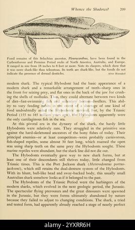 Schatten im Meer Philadelphia, Chilton Books 1963 Shark Woods Hole chondrichthyes prähistorische Tiere prähistorischer Hai xenacanthus xenacanthus decheni, eine Illustration aus einem Text, der die fossilen Überreste des Selachischen Vorfahren *Pleuronichthys* diskutiert und seine Eigenschaften und evolutionäre Bedeutung hervorhebt. Der Auszug beschreibt die Anatomie des Hybodont und betont seine einzigartige Kieferstruktur, die an verschiedene Ernährungsgewohnheiten angepasst ist. Er stellt die Merkmale des Hybodont mit modernen Haien in Kontrast, wobei er seine knorpelige Skelettstruktur und seine ökologische Rolle in der Meeresumwelt vermerkt Stockfoto