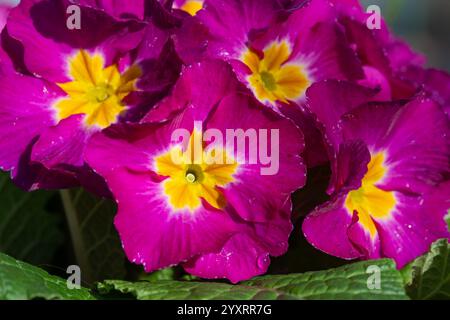 Nahaufnahme rosafarbener Polyanthuskerzen in Blüte Stockfoto