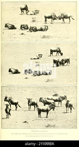 Afrikanische Wildwege, 1910, Jagd, Uganda, Beschreibung und Reise, Afrika Ost, die Szene zeigt eine Gruppe von Gnus in ihrem natürlichen Lebensraum. In der ersten Platte grasen mehrere Gnus ruhig, einige ruhen auf dem Boden, während andere wachsam stehen. Das zweite Panel fängt einen Moment plötzlicher Action ein, in dem zwei der Gnus auf die Knie zu fallen scheinen, möglicherweise ein kurzes Gefecht oder eine Art spielerisches Verhalten zeigen. Das letzte Panel zeigt einen breiteren Blick auf die gesamte Herde, wobei einige Individuen noch weiden und andere die Umgebung beobachten Stockfoto