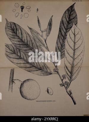 Indische Heilpflanzen, Bahadurganj, Indien, Sudhindra Nath Basu, Büro Pâninî, 1918, Indien, Botanik, Botanische Medizin, botanische Illustration mit der Pflanze **Trematobotrys kuhliana**, auch bekannt als Kuhlsapote. Die Komposition enthält detaillierte Darstellungen der Blätter der Pflanze, die ihre langgezogenen Formen und ihre ausgeprägten Adern zeigen. Neben den Blättern wird eine kleine Frucht mit ihren Samen dargestellt, die eine klare Darstellung der verschiedenen Bestandteile der Pflanze ermöglicht. Das Kunstwerk hebt die komplizierten Details der Blätter und Früchte hervor und spiegelt den Stil der Klasse wider Stockfoto