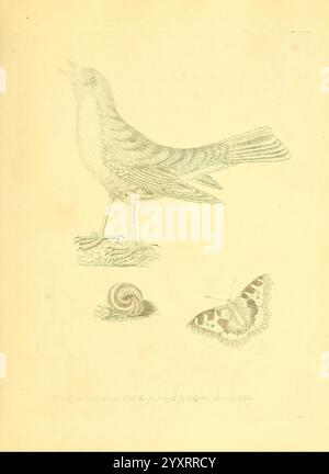 Harmonia ruralis, oder ein Essay zu einer Naturgeschichte der britischen Singvögel, London, gedruckt und verkauft vom Autor 1794-1796, Birds, England, Nester, Bildwerke, eine detaillierte Illustration mit mehreren natürlichen Motiven: oben ein songvogel, der seinen schlanken Körper und seine definierten Federmuster zeigt; darunter eine Spiralschale mit aufwendig gewickelten Graten; rechts ein Schmetterling mit markanten Flügelmustern, die seine zarte Asymmetrie hervorheben. Jedes Element fängt die Schönheit der Tierwelt und die Feinheiten der Natur ein. Stockfoto