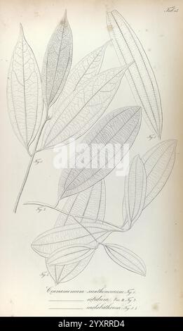 Rumphia, sive, Commentationes botanicae imprimis de plantis Indiae Orientalis. Lugduni Batavorum [Leiden, Niederlande], 1835-48. Niederlande, Indonesien, handkoloriert, Botanik, Lithografie, 1835, graphische Medien, die Illustration zeigt eine detaillierte botanische Studie mit mehreren Blättern der Gattung *Cinnamomum*. Jedes Blatt wird akribisch gerendert und hebt verschiedene Formen, Größen und Venenstrukturen hervor. Das Arrangement umfasst sowohl längliche als auch breitere Blätter, was die Vielfalt innerhalb der Arten demonstriert. Etiketten geben Zahlen an und enthalten wissenschaftliche Nomenklatur, die zu einem beitragen Stockfoto