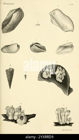 Bibliothèque conchyliologique, Paris, A. Franck, 1845-1846, Muscheln, die Abbildung zeigt eine Reihe detaillierter und wissenschaftlich gerenderter Muscheln, die verschiedene Formen und Strukturen zeigen. Jede nummerierte Beschriftung entspricht einem bestimmten Schalentyp, wodurch ihre einzigartigen Formen, Texturen und Designs hervorgehoben werden. Die Schalen sind systematisch angeordnet und betonen ihre anatomischen Merkmale wie Grate, Kurven und Öffnungen. Diese Sammlung dient wahrscheinlich einem pädagogischen Zweck und veranschaulicht die Vielfalt der Meeresmuscheln und ihre Anpassungen. Die komplizierte Linienarbeit spiegelt ein vorsichtiges o wider Stockfoto