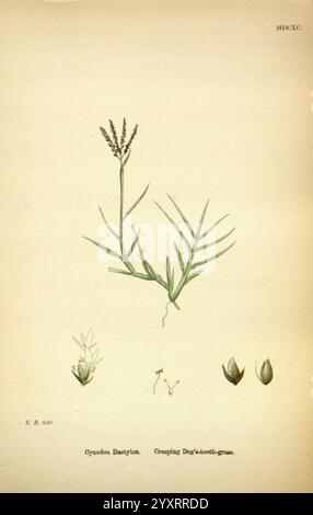 Englische, botanische oder farbige Figuren, von, British, Werke, London, R. Hardwicke, 1863-1886, Großbritannien, Bilder, Werke, Pflanzen, Eine detaillierte botanische Illustration von Cynodon dactylon, allgemein bekannt als kriechendes Hundezahngras. Die zentrale Darstellung zeigt eine schlanke, aufrechte Pflanze mit langen, schmalen Blättern und zarten Blütenspitzen an der Spitze. Unter der Hauptzeichnung zeigen kleinere Abbildungen verschiedene Aspekte der Pflanzenanatomie, einschließlich einer Nahaufnahme der Blätter und Samenköpfe. Das Etikett am unteren Rand kennzeichnet die Art und unterstreicht ihre Bedeutung für die Botanik und die eg Stockfoto