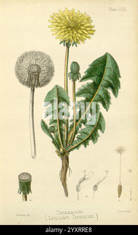 The Flora Homoeopathica, London, Leath & Ross, 1852-1853, Botanik, Homöopathie, Bildwerke, Taraxacum officinale, Botanik, Medizin, materia medica, Gemüse, Materia medica und Therapeutika, die Abbildung zeigt eine Löwenzahnpflanze, insbesondere die Art Taraxacum, allgemein bekannt als Leontodon taraxacum. Sie zeigt die unverwechselbare Rosette aus scharfkantigen grünen Blättern, die nahe am Boden wachsen. Der Blumenkopf, der gut sichtbar ist, zeigt die hellgelben Blüten, die typisch für Löwenzahn sind, die sich später in einen kugelförmigen Samenkopf verwandeln, der aus feinen, federartigen Strukturen besteht Stockfoto