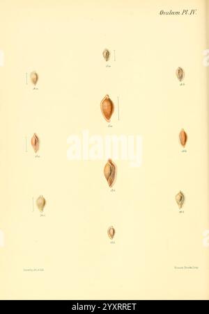 Conchologia iconica oder Illustrationen of the Muscheln of Molluscous Animals London, Reeve, Brothers, 1843–1878. Mollusks, Pictorial Works, Muscheln, das Kunstwerk zeigt eine detaillierte Darstellung verschiedener Arten von Muscheln, insbesondere aus der Gattung Ovulum. Die Schalen sind methodisch angeordnet, nummeriert und beschriftet, wodurch ihre unterschiedlichen Formen und Muster klar dargestellt werden. Jede Schale weist eine einzigartige Färbung und Textur auf, die die Vielfalt innerhalb dieser Gruppe unterstreicht. Das elegante Design unterstreicht die natürliche Schönheit dieser Meeresproben mit wissenschaftlicher Präzision e Stockfoto