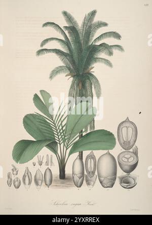 Florae Columbiae, Berolini, apud Ferdinandi Duemmleri Successores, 1858-69, Pflanzen, Kolumbien, Chromolithographien, Grafik-Medien, eine Illustration, die eine tropische Palmenart zeigt, hervorstehend mit einem hohen, schlanken Stamm, gekrönt von einer Krone aus großen, gefiederten Wedeln. Um die Palme herum sind detaillierte Darstellungen ihrer Blätter und verschiedener Frucht- oder Samenformationen mit präzisen anatomischen Details gekennzeichnet. Die Anordnung hebt die charakteristischen Eigenschaften der Pflanze hervor, wobei die Form und Struktur ihres Laubs und ihrer Fortpflanzungsorgane betont werden, was eine umfassende Untersuchung der Pflanze ermöglicht Stockfoto