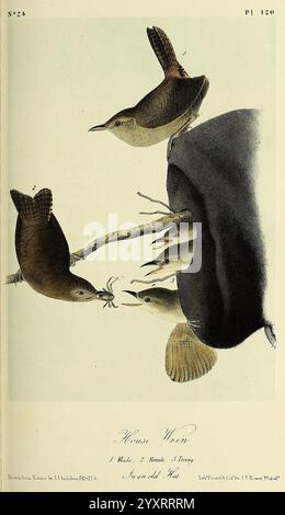 The Birds of America New York G.R. Lockwood 1871 1839 Birds North America Pictorial Works Nests, Eine Darstellung von drei Zwittervögeln in einer lebendigen Szene. Auf der linken Seite befindet sich ein Zauner auf einem Ast, der eine dynamische Haltung aufweist, während er mit zwei anderen interagiert, die aus einer Spalte oder einem Nest im Hintergrund hervortreten. Die detaillierte Abbildung zeigt die komplizierten Merkmale und Texturen der Vogelfedern sowie ihre ausdrucksstarken Posen. Unter dem Bild ist der Titel „House Wren“ eingeprägt, zusammen mit der Notation, die auf einen Mann und ein Weibchen hinweist. Die natürliche Umgebung vermittelt Stockfoto