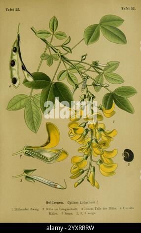 Die Giftpflanzen Deutschlands, Braunschweig, F. Vieweg, 1910, Deutschland, giftige Pflanzen, die Illustration zeigt eine detaillierte botanische Studie des Laburnum-Baumes, allgemein bekannt als goldener Regen. Mehrere Komponenten werden hervorgehoben: Der Hauptzweig mit Blättern, eine Gruppe von hellgelben Blüten, die elegant hängen, und die Samenkapseln, die ihre unverwechselbare Form zeigen. Jedes Teil ist aus Gründen der Übersichtlichkeit gekennzeichnet und als Orientierungshilfe nummeriert. Das Design betont die komplizierten Details der Blätter, den Fluss der Blüten und die Struktur der Samen und zeigt die Schönheit und Komplexität des Th Stockfoto